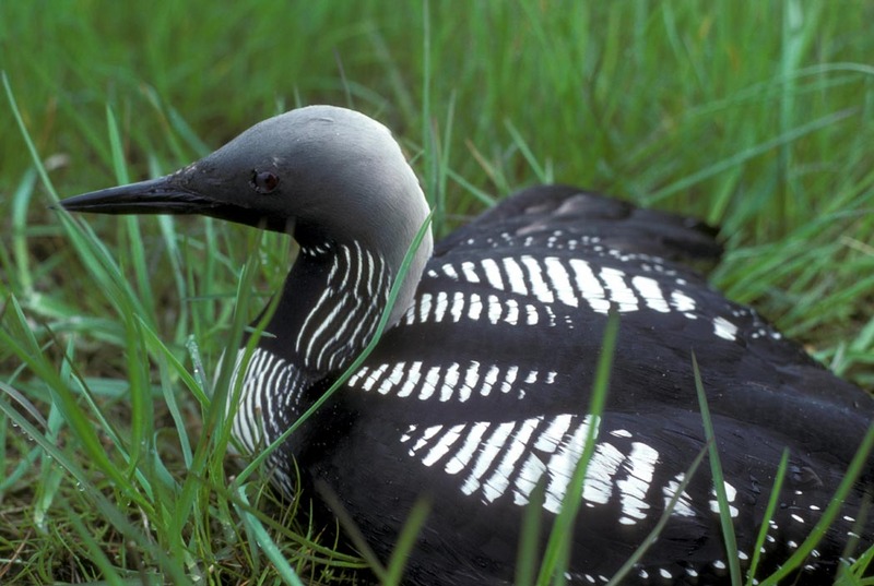 Arctic Loon on nest (Gavia arctica) {!--큰회색머리아비-->; DISPLAY FULL IMAGE.