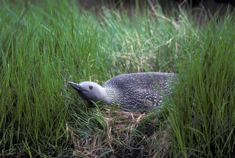 Red-throated Loon (Gavia stellata) {!--아비-->; DISPLAY FULL IMAGE.