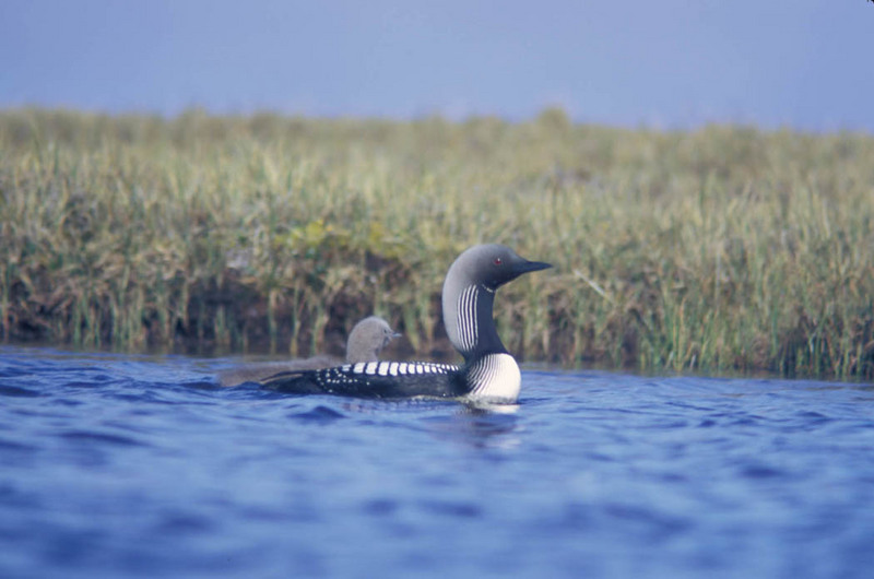 Arctic Loon & chick (Gavia arctica) {!--큰회색머리아비-->; DISPLAY FULL IMAGE.