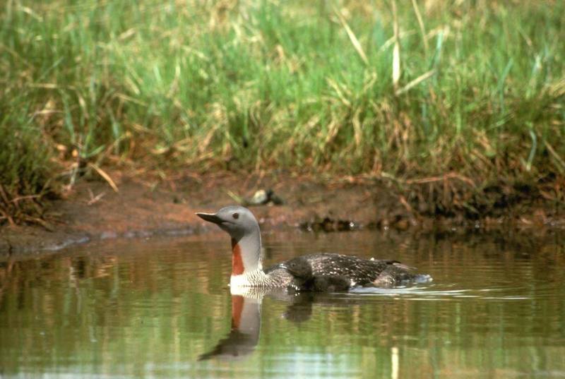 Red-throated Loon & chick (Gavia stellata) {!--아비-->; DISPLAY FULL IMAGE.