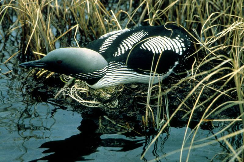 Arctic Loon on nest (Gavia arctica) {!--큰회색머리아비-->; DISPLAY FULL IMAGE.