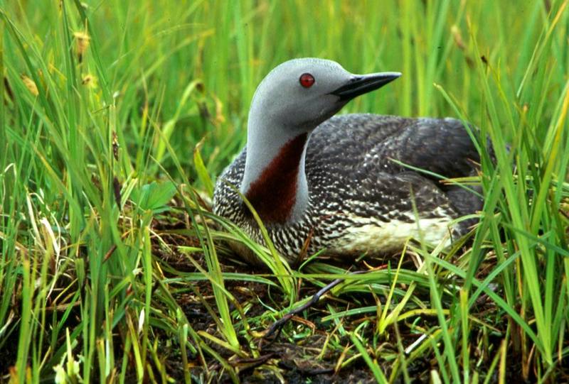 Red-throated Loon on nest (Gavia stellata) {!--아비-->; DISPLAY FULL IMAGE.