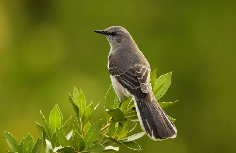 Northern Mockingbird (Mimus polyglottos) {!--흉내지빠귀(북미)-->; DISPLAY FULL IMAGE.