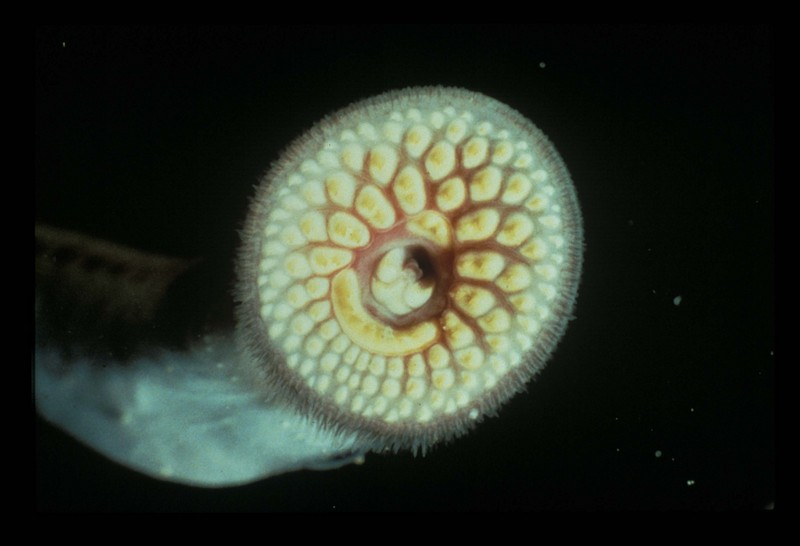 Sea Lamprey (Petromyzon marinus) {!--바다칠성장어-->; DISPLAY FULL IMAGE.