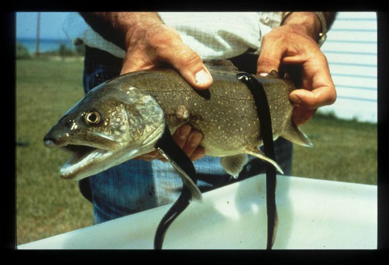 Sea Lampreys (Petromyzon marinus) {!--바다칠성장어--> on lake trout; DISPLAY FULL IMAGE.