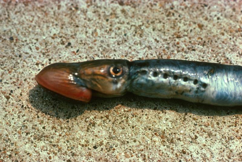 Sea Lamprey (Petromyzon marinus) {!--바다칠성장어-->; DISPLAY FULL IMAGE.