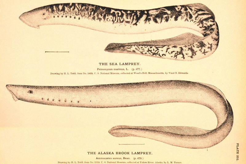 Sea Lamprey (Petromyzon marinus) {!--바다칠성장어-->; DISPLAY FULL IMAGE.