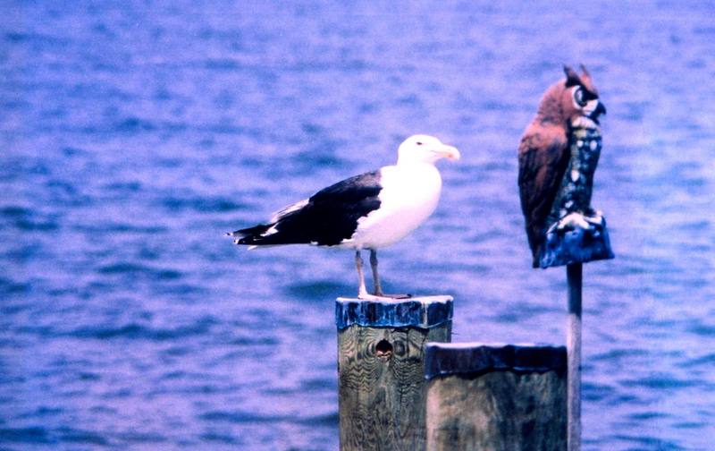 Great Black-backed Gull (Larus marinus) {!--검은등갈매기-->; DISPLAY FULL IMAGE.