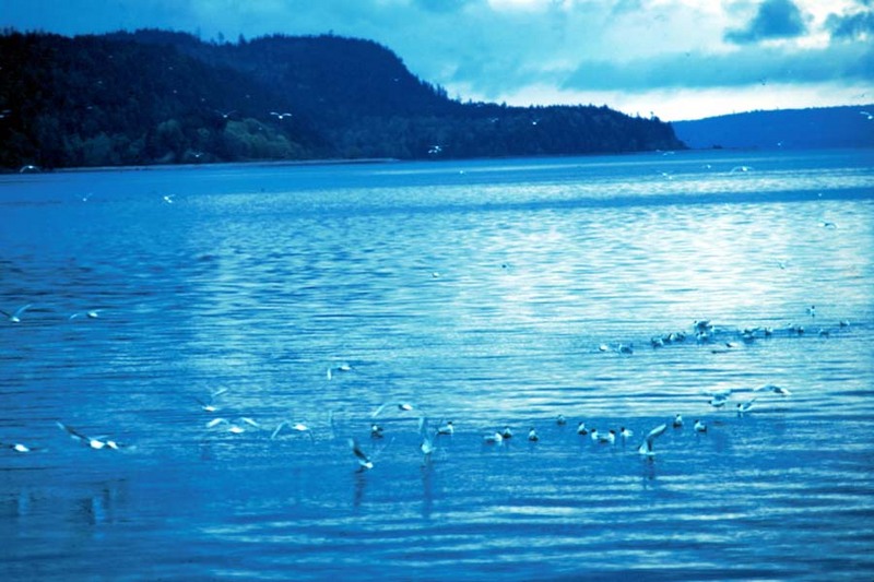 Bonaparte's Gulls (Larus philadelphia) {!--나폴레옹갈매기-->; DISPLAY FULL IMAGE.