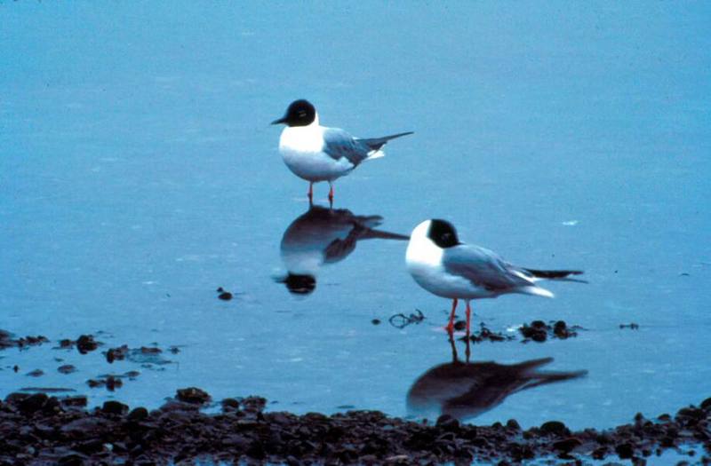 Bonaparte's Gulls (Larus philadelphia) {!--나폴레옹갈매기-->; DISPLAY FULL IMAGE.