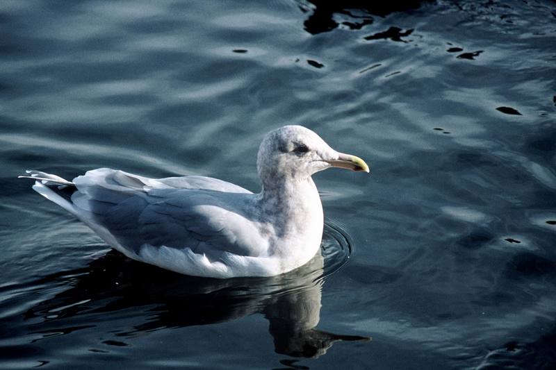 Glaucous-winged Gull (Larus glaucescens) {!--수리갈매기-->; DISPLAY FULL IMAGE.