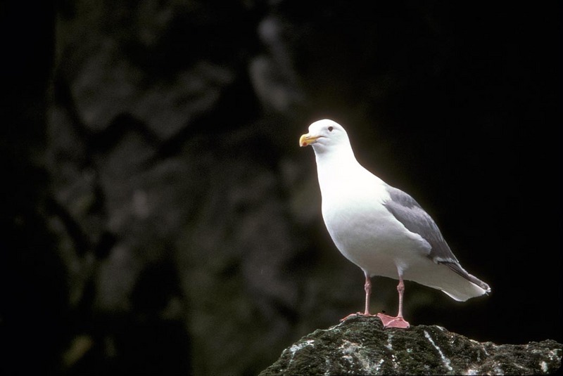 Glaucous-winged Gull (Larus glaucescens) {!--수리갈매기-->; DISPLAY FULL IMAGE.