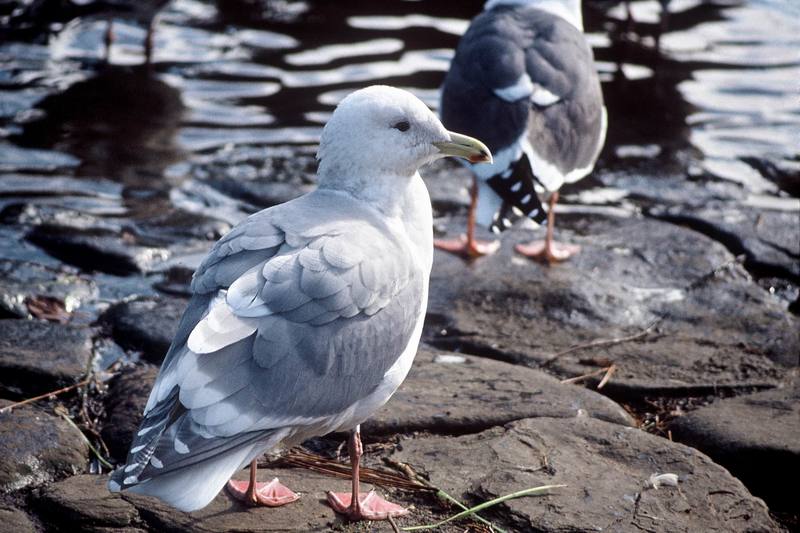 Glaucous-winged Gull (Larus glaucescens) {!--수리갈매기-->; DISPLAY FULL IMAGE.