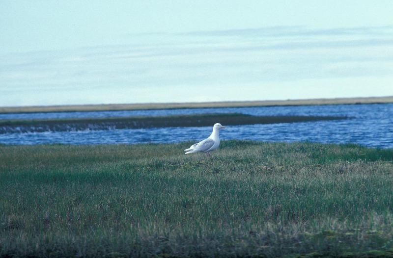 Glaucous-winged Gull (Larus glaucescens) {!--수리갈매기-->; DISPLAY FULL IMAGE.