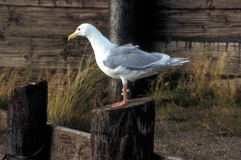 Glaucous-winged Gull (Larus glaucescens) {!--수리갈매기-->; DISPLAY FULL IMAGE.