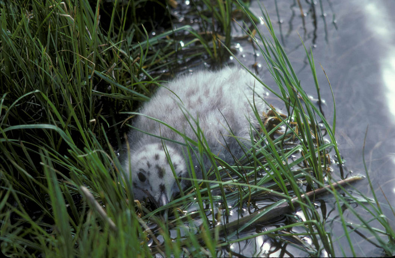 Glaucous-winged Gull chick (Larus glaucescens) {!--수리갈매기-->; DISPLAY FULL IMAGE.