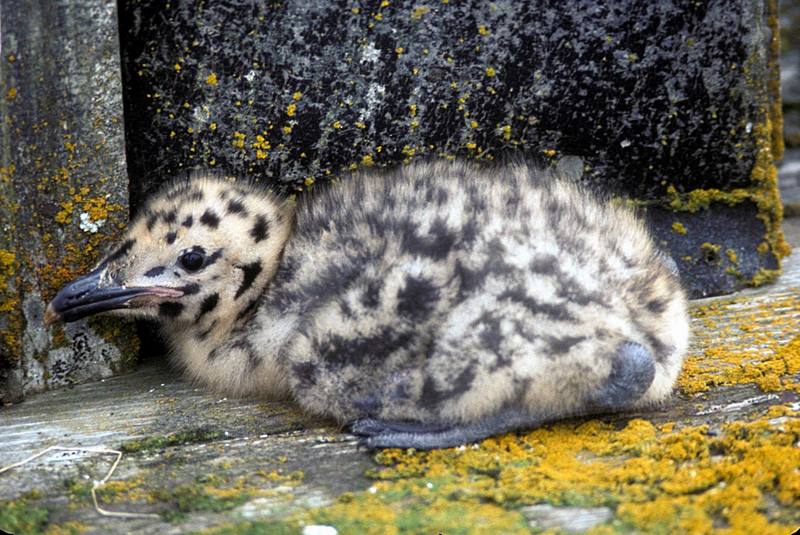 Glaucous-winged Gull chick (Larus glaucescens) {!--수리갈매기-->; DISPLAY FULL IMAGE.