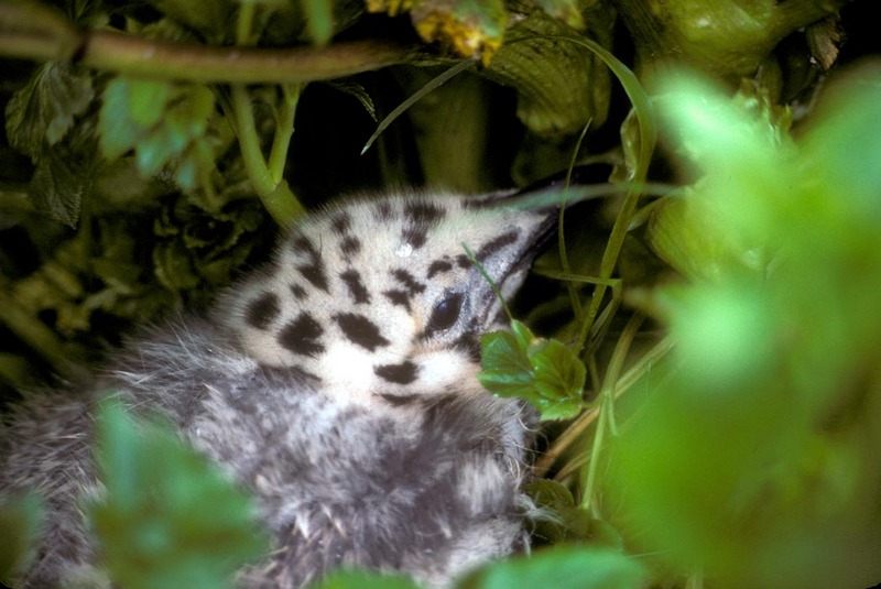 Glaucous-winged Gull chick (Larus glaucescens) {!--수리갈매기-->; DISPLAY FULL IMAGE.