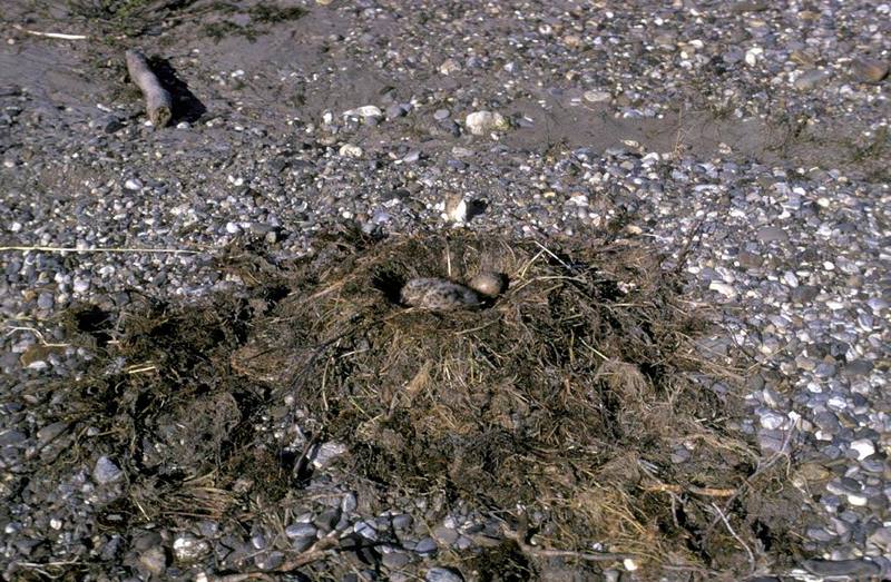 Glaucous-winged Gull brood (Larus glaucescens) {!--수리갈매기-->; DISPLAY FULL IMAGE.