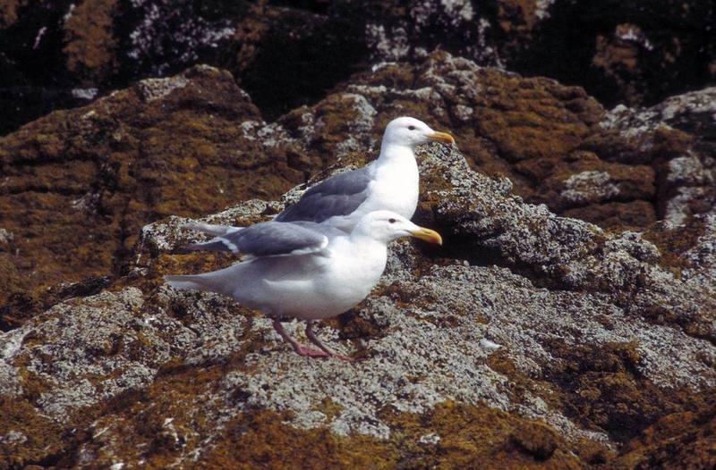 Glaucous-winged Gull pair (Larus glaucescens) {!--수리갈매기-->; DISPLAY FULL IMAGE.