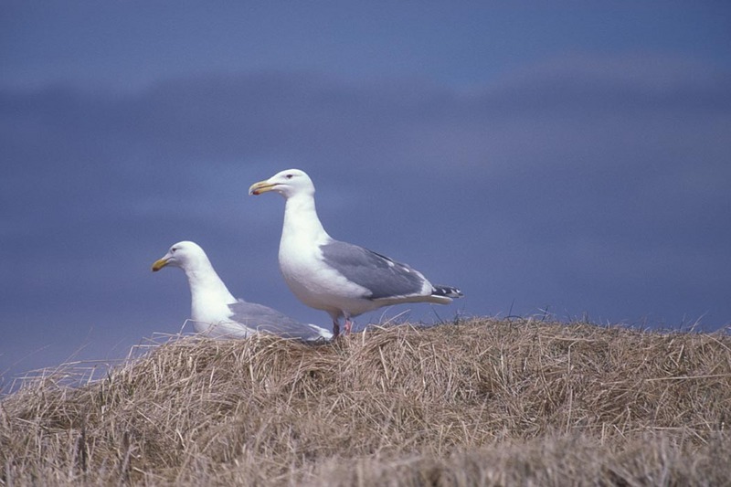 Glaucous-winged Gull pair (Larus glaucescens) {!--수리갈매기-->; DISPLAY FULL IMAGE.