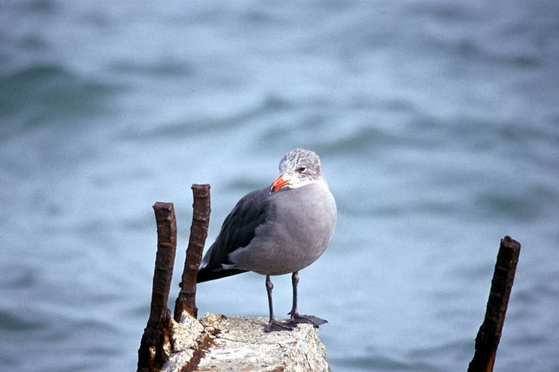 Heermann's Gull (Larus heermanni) {!--붉은부리회색갈매기-->; DISPLAY FULL IMAGE.