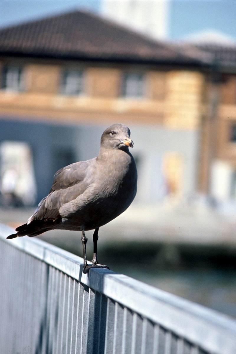 Heermann's Gull (Larus heermanni) {!--붉은부리회색갈매기-->; DISPLAY FULL IMAGE.