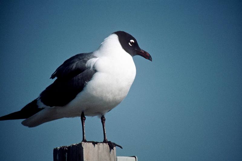 Laughing Gull (Larus atricilla) {!--웃음갈매기-->; DISPLAY FULL IMAGE.
