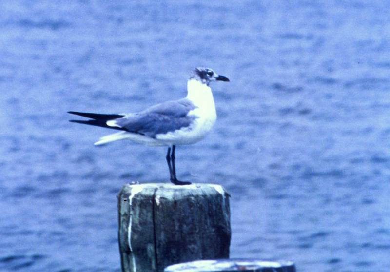 Laughing Gull (Larus atricilla) {!--웃음갈매기-->; DISPLAY FULL IMAGE.