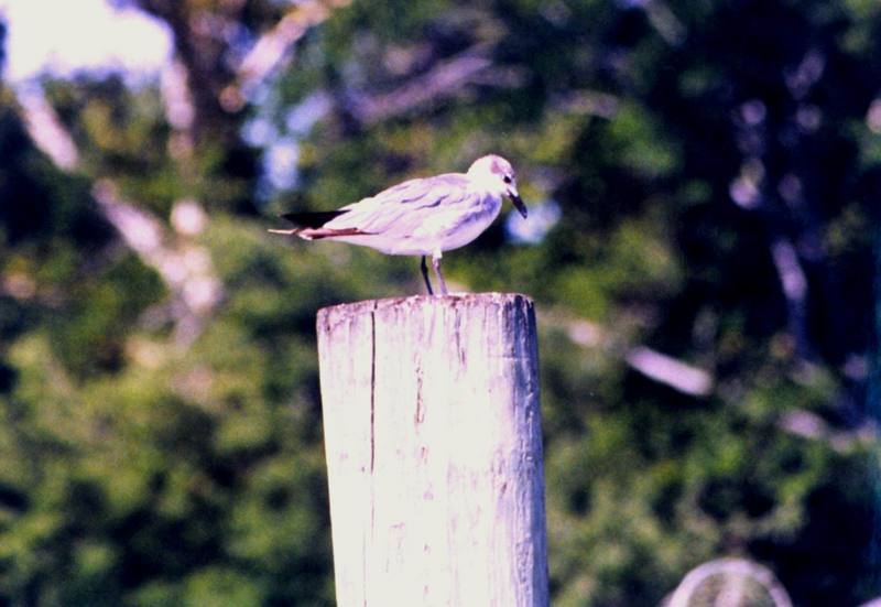 Laughing Gull juvenile (Larus atricilla) {!--웃음갈매기-->; DISPLAY FULL IMAGE.