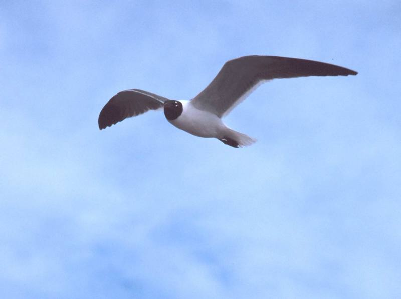Laughing Gull in flight (Larus atricilla) {!--웃음갈매기-->; DISPLAY FULL IMAGE.