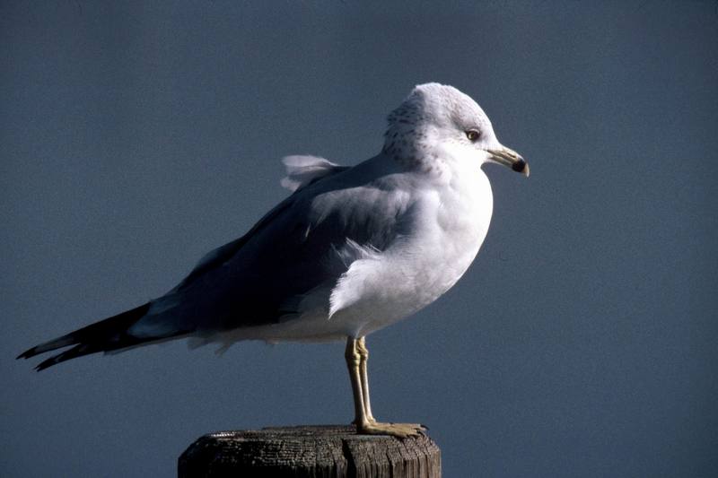 Ring-billed Gull (Larus delawarensis) {!--고리부리갈매기(북미)-->; DISPLAY FULL IMAGE.