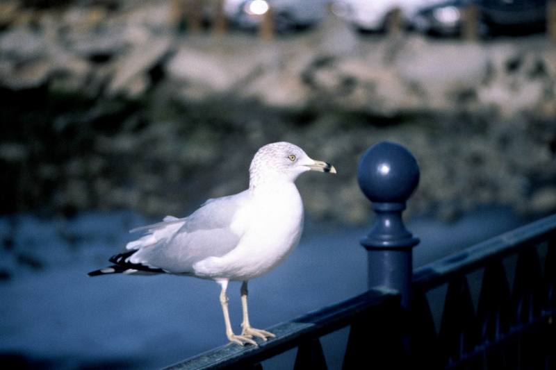Ring-billed Gull (Larus delawarensis) {!--고리부리갈매기(북미)-->; DISPLAY FULL IMAGE.