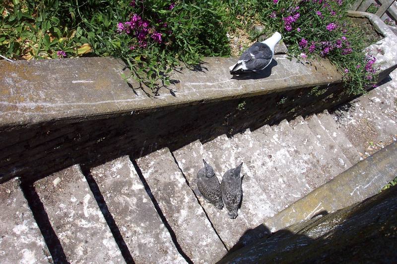 Western Gull chicks (Larus occidentalis) {!--서부갈매기(북미)-->; DISPLAY FULL IMAGE.