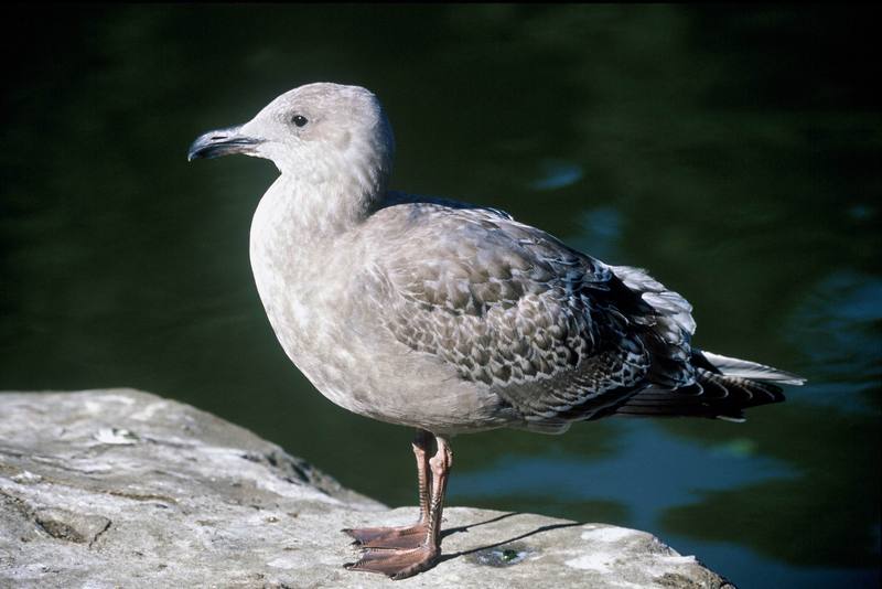 Western Gull juvenile (Larus occidentalis) {!--서부갈매기(북미)-->; DISPLAY FULL IMAGE.