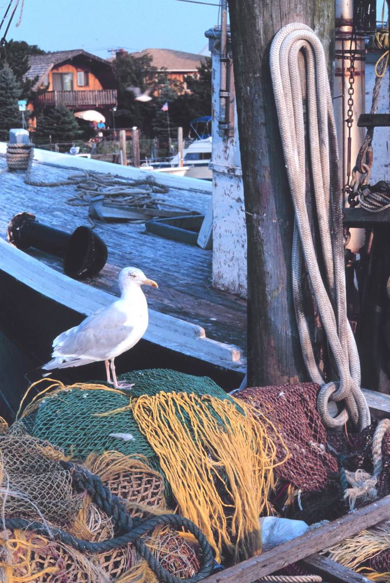 Gull (Larus sp.) {!--갈매기류-->; DISPLAY FULL IMAGE.