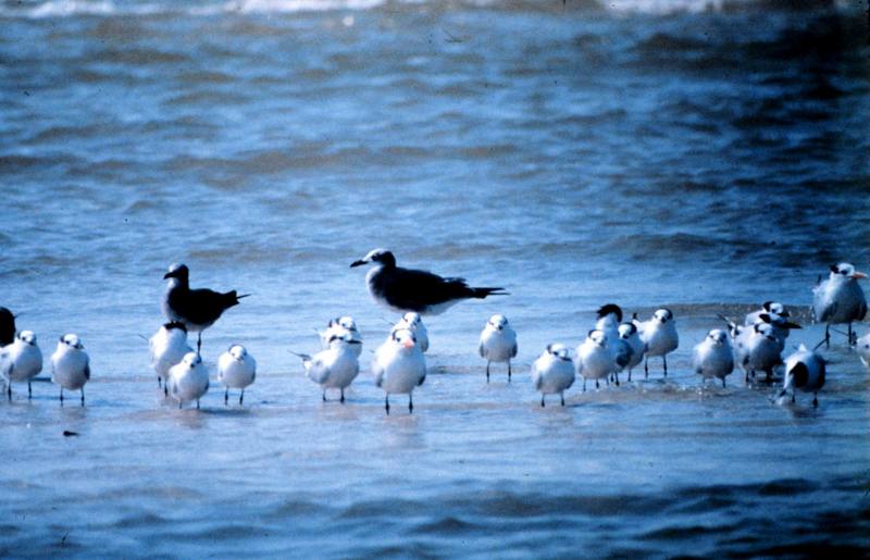 Gulls (Larus sp.) {!--갈매기류-->; DISPLAY FULL IMAGE.