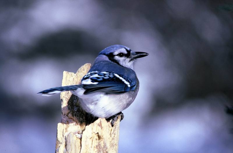 Blue Jay (Cyanocitta cristata) {!--아메리카어치(파랑어치,푸른어치)-->; DISPLAY FULL IMAGE.