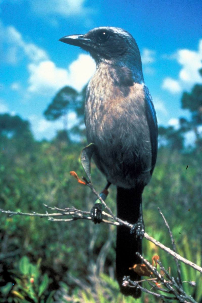 Florida Scrub-jay (Aphelocoma coerulescens) {!--플로리다덤불어치-->; DISPLAY FULL IMAGE.