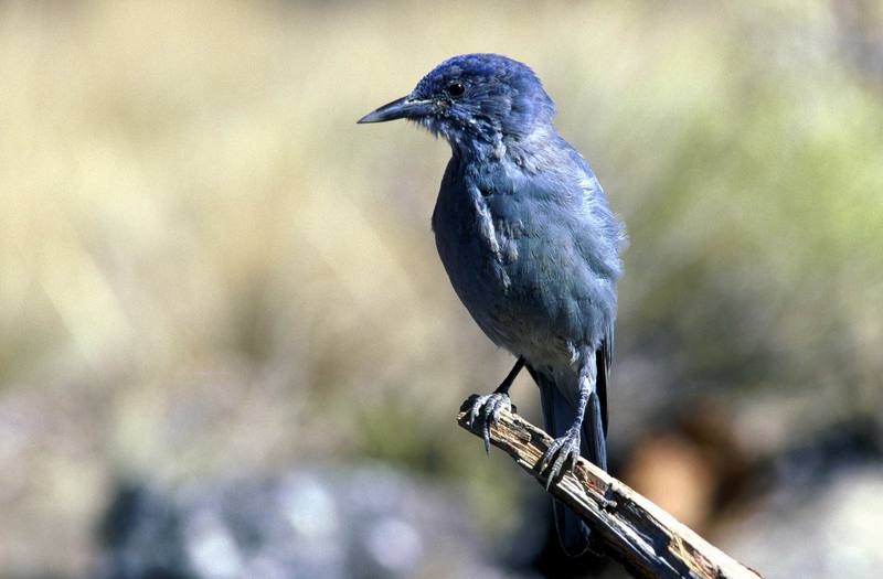 Pinyon Jay (Gymnorhinus cyanocephalus) {!--짧은꼬리푸른어치-->; DISPLAY FULL IMAGE.