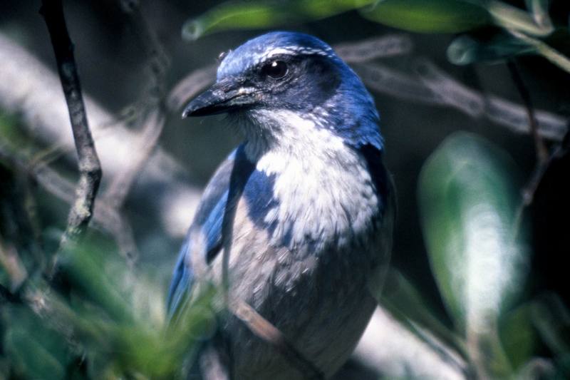 Western Scrub-jay (Aphelocoma californica) {!--캘리포니아덤불어치-->; DISPLAY FULL IMAGE.