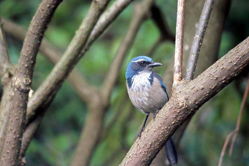 Western Scrub-jay (Aphelocoma californica) {!--캘리포니아덤불어치-->; DISPLAY FULL IMAGE.
