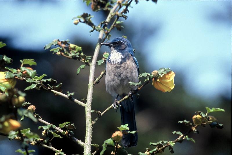 Western Scrub-jay (Aphelocoma californica) {!--캘리포니아덤불어치-->; DISPLAY FULL IMAGE.