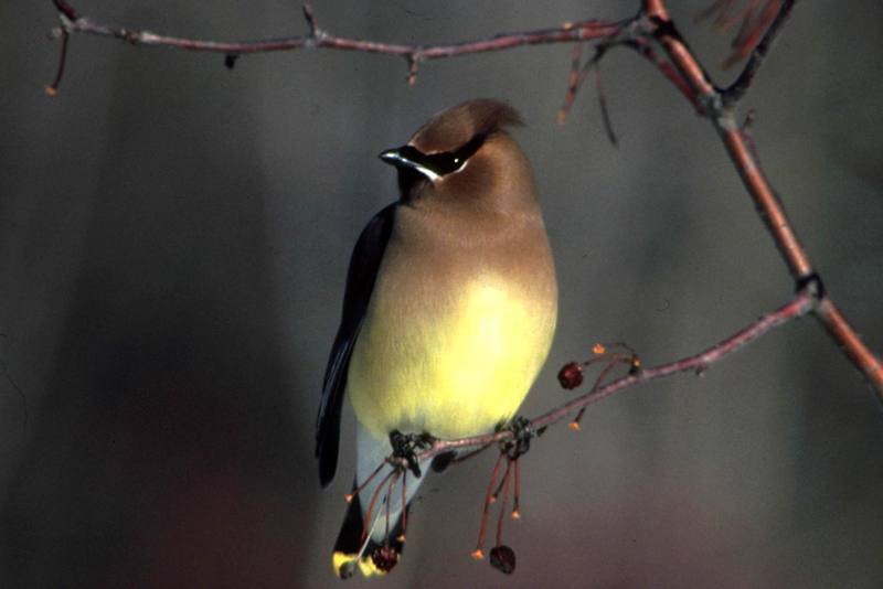 Cedar Waxwing (Bombycilla cedrorum) {!--애기여새-->; DISPLAY FULL IMAGE.