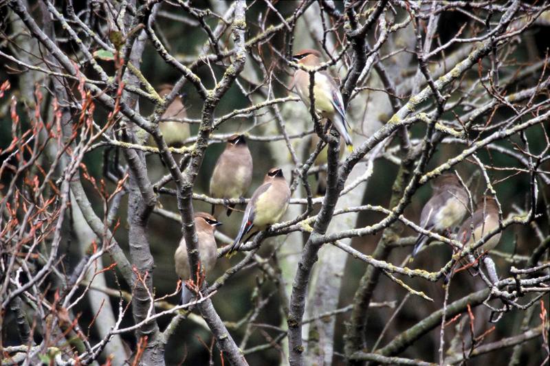 Cedar Waxwings (Bombycilla cedrorum) {!--애기여새-->; DISPLAY FULL IMAGE.