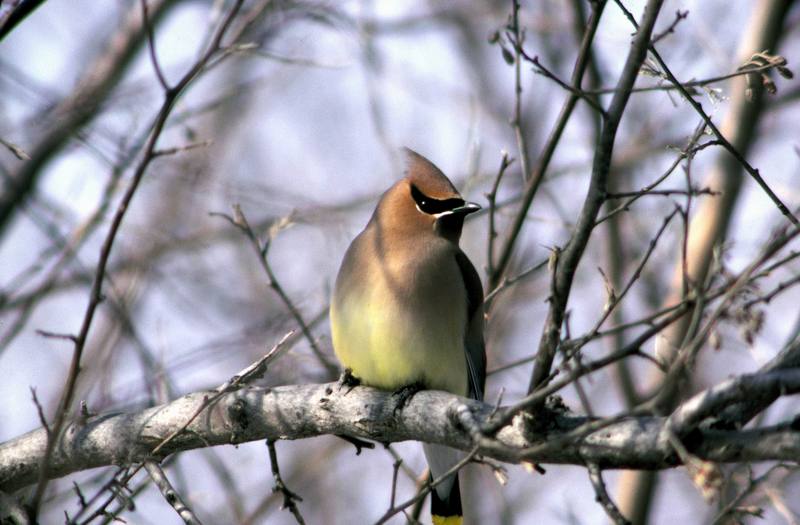 Cedar Waxwing (Bombycilla cedrorum) {!--애기여새-->; DISPLAY FULL IMAGE.