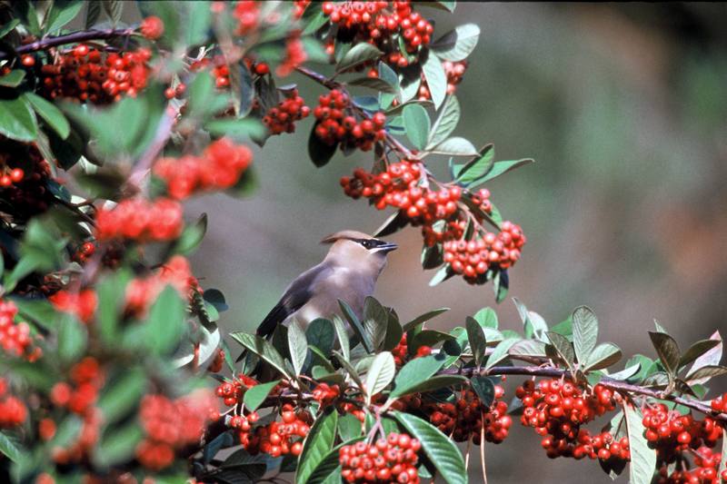 Cedar Waxwing (Bombycilla cedrorum) {!--애기여새-->; DISPLAY FULL IMAGE.