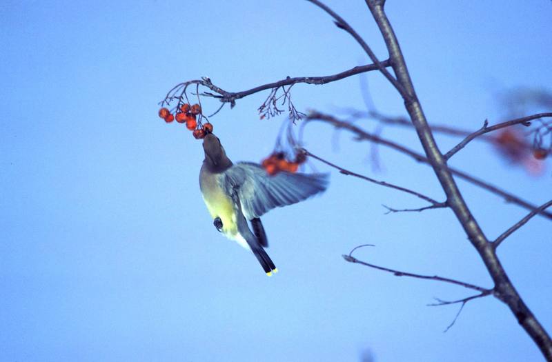 Cedar Waxwing (Bombycilla cedrorum) {!--애기여새-->; DISPLAY FULL IMAGE.