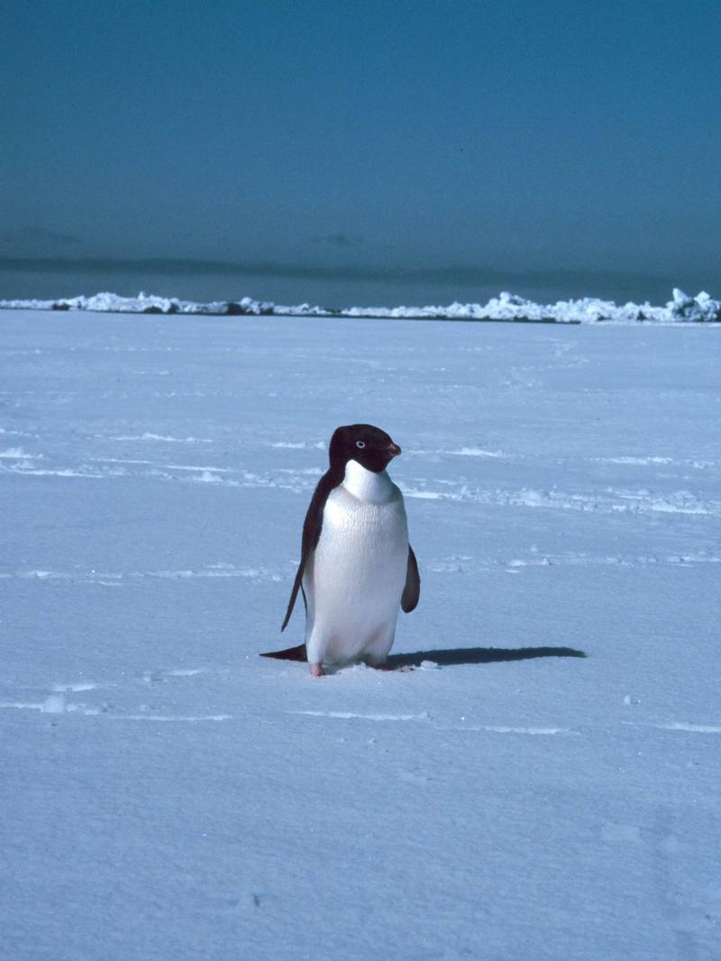 Adelie Penguin (Pygoscelis adeliae) {!--아델리펭귄-->; DISPLAY FULL IMAGE.