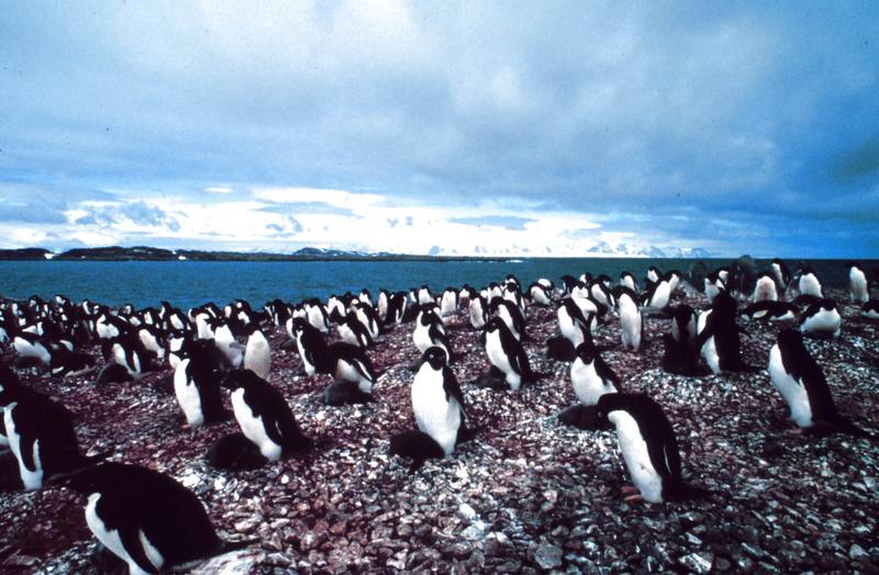 Adelie Penguins (Pygoscelis adeliae) {!--아델리펭귄-->; DISPLAY FULL IMAGE.